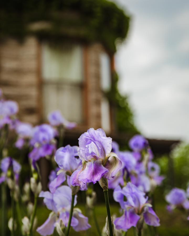 The Mansion At Elfindale Bed and Breakfast Springfield Buitenkant foto